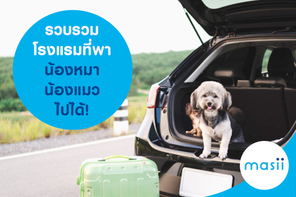 รวบรวมโรงแรมที่พาน้องหมา น้องแมว ไปได้! รวบรวมโรงแรมที่พาน้องหมา น้องแมว ไปได้!