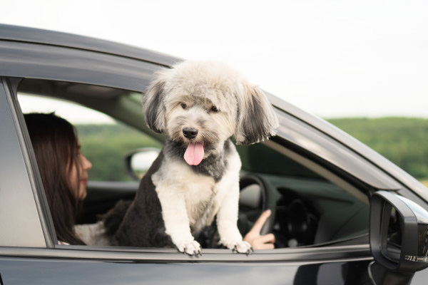 วิธีกำจัดขนสัตวเลี้ยงในรถยนต์!