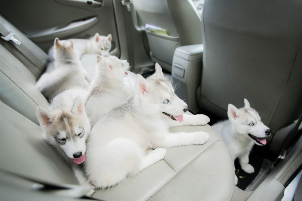 วิธีกำจัดขนสัตวเลี้ยงในรถยนต์!