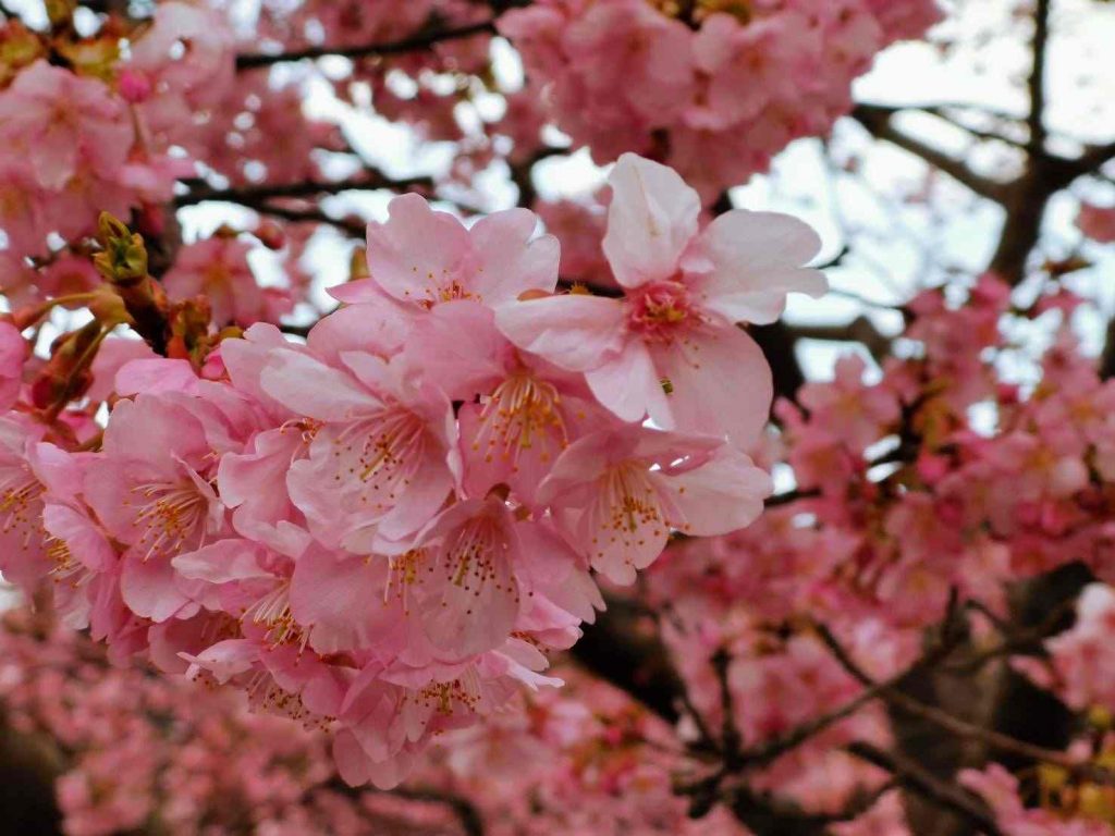 เตรียมบัตรเครดิต AEON J Premiere ไปดูซากุระที่ญี่ปุ่น