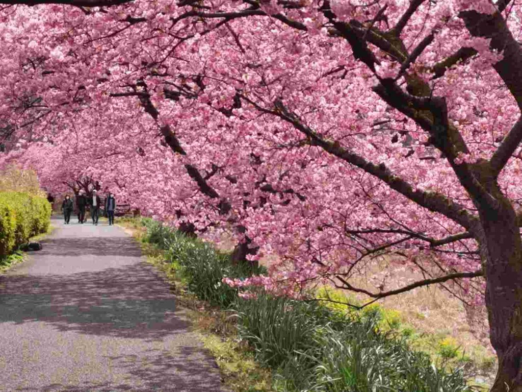 เตรียมบัตรเครดิต AEON J Premiere ไปดูซากุระที่ญี่ปุ่น