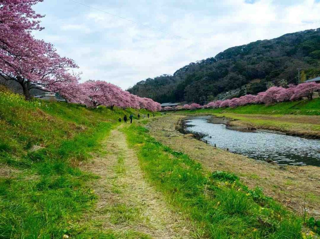 เตรียมบัตรเครดิต AEON J Premiere ไปดูซากุระที่ญี่ปุ่น