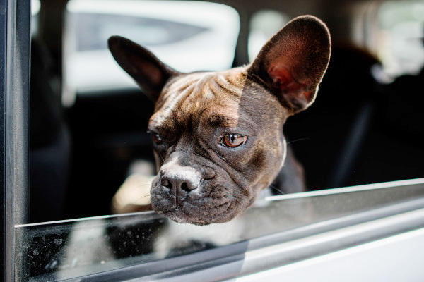 ทำไมถึงห้ามทิ้งน้องหมาไว้ในรถ?