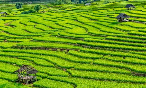 โดรนเกษตรในอุตสาหกรรมการเกษตรยุคใหม่ ดียังไง