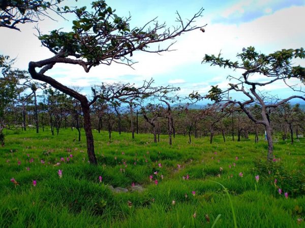 ชวนเที่ยวทุ่งดอกกระเจียวหน้าฝน