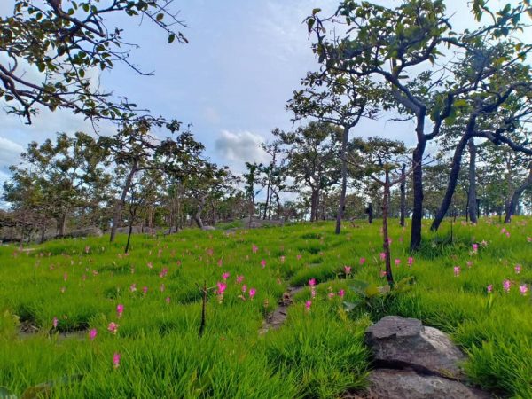 ชวนเที่ยวทุ่งดอกกระเจียวหน้าฝน