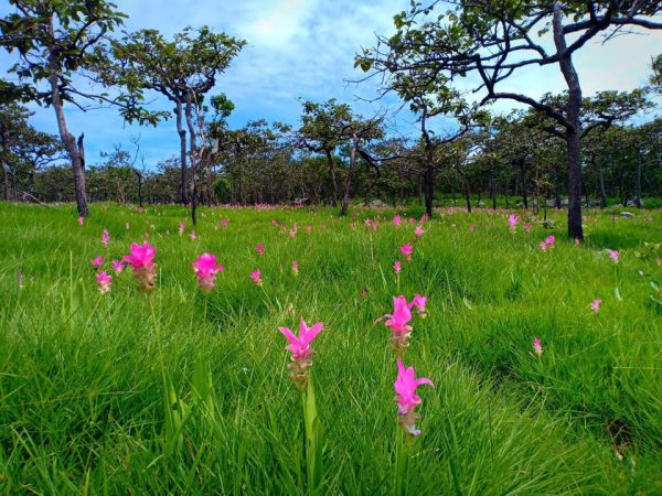 ชวนเที่ยวทุ่งดอกกระเจียวหน้าฝน