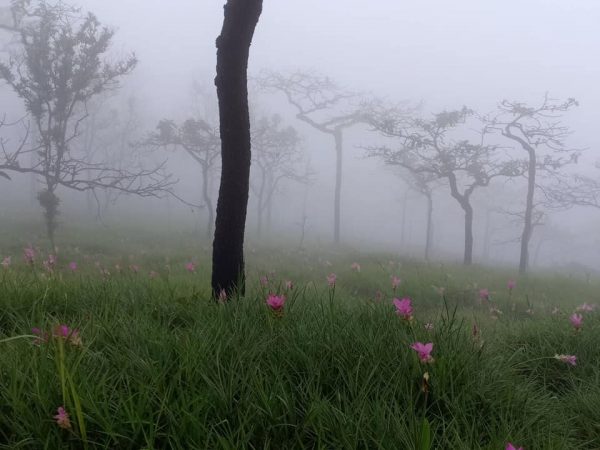 ชวนเที่ยวทุ่งดอกกระเจียวหน้าฝน