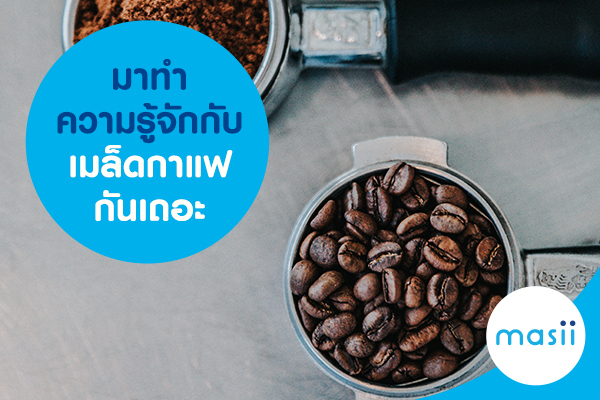 มาทำความรู้จักกับเมล็ดกาแฟกันเถอะ มาทำความรู้จักกับเมล็ดกาแฟกันเถอะ