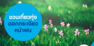 ชวนเที่ยวทุ่งดอกกระเจียวหน้าฝน