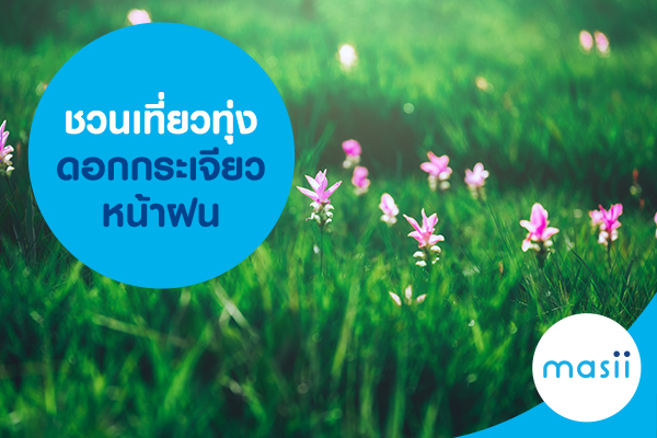 ชวนเที่ยวทุ่งดอกกระเจียวหน้าฝน ชวนเที่ยวทุ่งดอกกระเจียวหน้าฝน