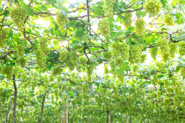 5 ที่เที่ยวราชบุรี หนาวนี้ต้องไปขับรถเที่ยว