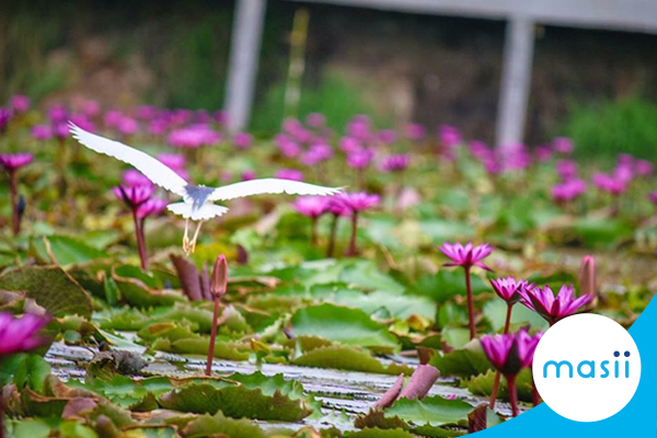 เดินทางขับรถยนต์ลอยกระทงที่ไหนดี