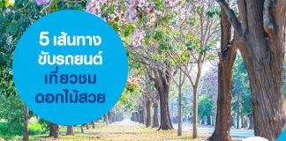 5 เส้นทางขับรถยนต์เที่ยวชมดอกไม้สวย