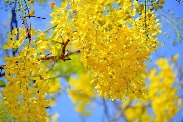 5 เส้นทางขับรถยนต์เที่ยวชมดอกไม้สวย 