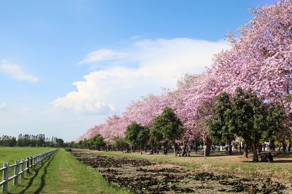 5 เส้นทางขับรถยนต์เที่ยวชมดอกไม้สวย 