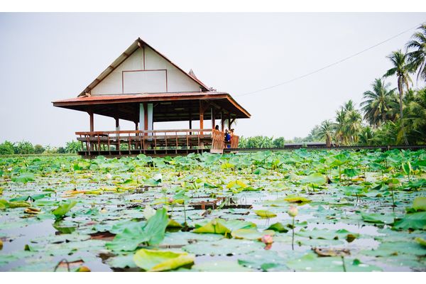 5 เส้นทางขับรถยนต์เที่ยวชมดอกไม้สวย 