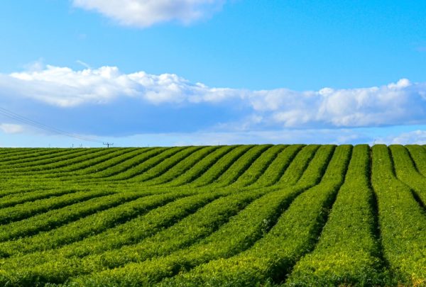 ทำประกันภัยโดรนเกษตร กับ masii รับกรมธรรม์ภายในวันเดียว