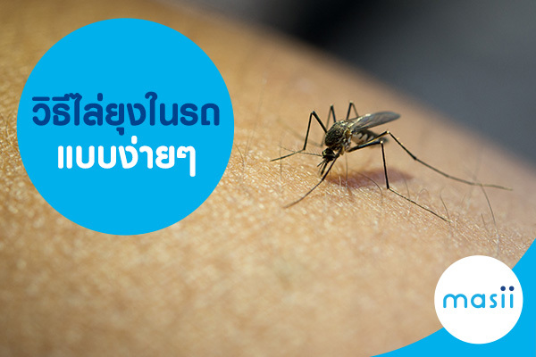 วิธีไล่ยุงในรถแบบง่ายๆ วิธีไล่ยุงในรถแบบง่ายๆ