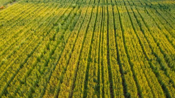 ทำไมต้องใช้ โดรนเกษตร ในอุตสาหกรรมการเกษตร