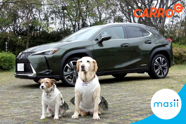 เมื่อสัตว์วิ่งตัดหน้ารถกะทันหัน ทำไมถึงต้องชน ห้ามหลบ!