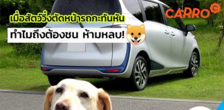 เมื่อสัตว์วิ่งตัดหน้ารถกะทันหัน ทำไมถึงต้องชน ห้ามหลบ!