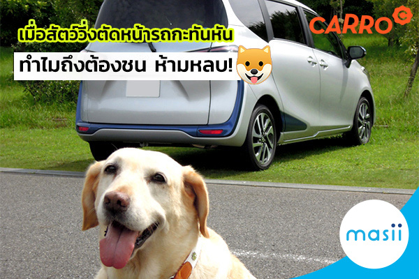 เมื่อสัตว์วิ่งตัดหน้ารถกะทันหัน ทำไมถึงต้องชน ห้ามหลบ! เมื่อสัตว์วิ่งตัดหน้ารถกะทันหัน ทำไมถึงต้องชน ห้ามหลบ!