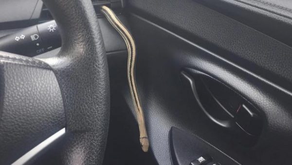 งูเข้ารถ ทำไงดี มีวิธีป้องกันอย่างไรบ้าง