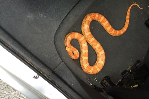 งูเข้ารถ ทำไงดี มีวิธีป้องกันอย่างไรบ้าง