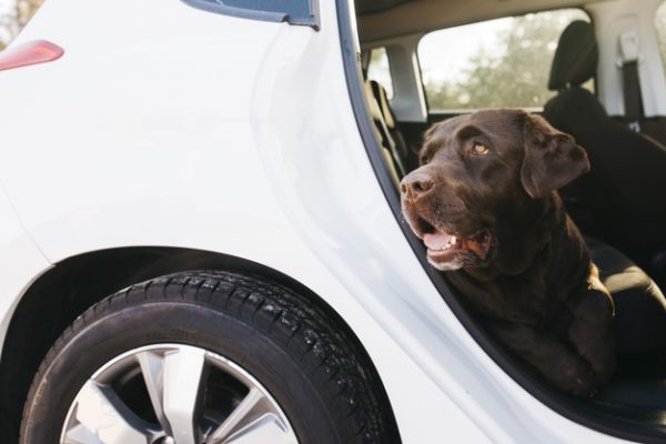 งูเข้ารถ ทำไงดี มีวิธีป้องกันอย่างไรบ้าง