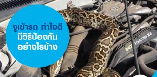 งูเข้ารถ ทำไงดี มีวิธีป้องกันอย่างไรบ้าง