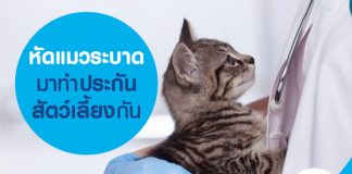 หัดแมวระบาด มาทำประกันสัตว์เลี้ยงกัน