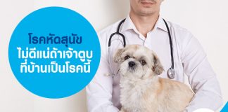 โรคหัดสุนัข ไม่ดีแน่ถ้าเจ้าตูบที่บ้านเป็นโรคนี้