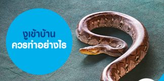 งูเข้าบ้าน ควรทำอย่างไร