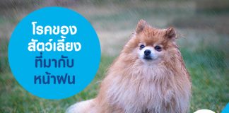 โรคของสัตว์เลี้ยง ที่มากับหน้าฝน