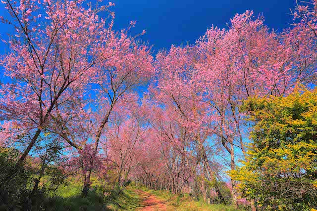 เที่ยวไทย ไปด้วยกัน แนะนำ 5 อุทยานแห่งชาติ ที่ไม่ควรพลาด!-ดอยอินทนนท์.jpg