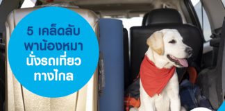 5 เคล็ดลับพาน้องหมานั่งรถเที่ยวทางไกล