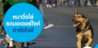 หมาวิ่งไล่รถมอเตอร์ไซค์ ทำยังไงดี