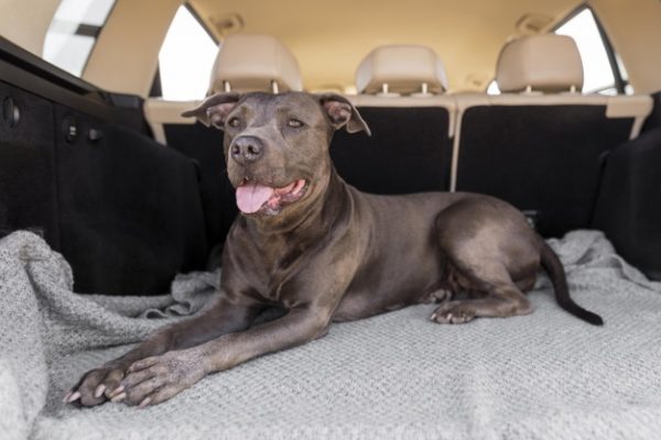 5 เคล็ดลับพาน้องหมานั่งรถเที่ยวทางไกล