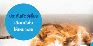 ประกันสัตว์เลี้ยง เลือกยังไงให้เหมาะสม