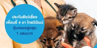 ประกันสัตว์เลี้ยง เพื่อนซี้ 4 ขา ไทยวิวัฒน์ คุ้มครองสูงสุด 1 แสนบาท