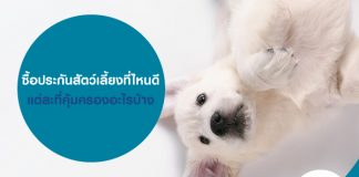 ซื้อประกันสัตว์เลี้ยงที่ไหนดี แต่ละที่คุ้มครองอะไรบ้าง