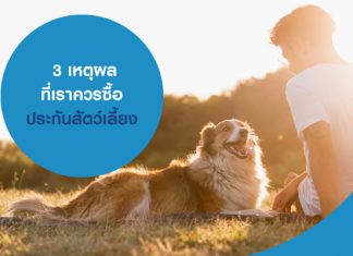 3 เหตุผล ที่เราควร ซื้อประกันสัตว์เลี้ยง