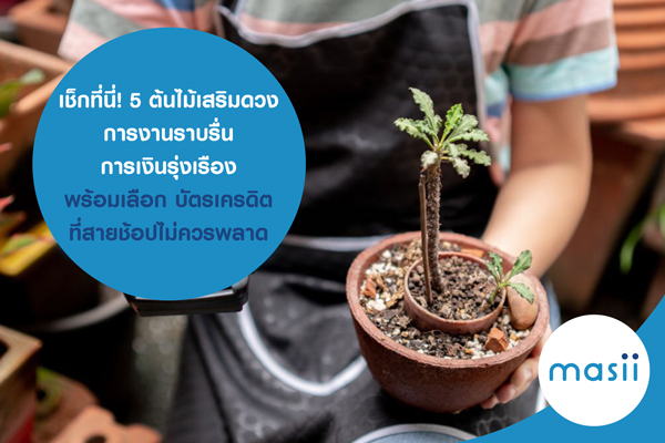 เช็กที่นี่! 5 ต้นไม้เสริมดวง การงานราบรื่น การเงินรุ่งเรือง พร้อมเลือก บัตรเครดิต ที่สายช้อปไม่ควรพลาด เช็กที่นี่! 5 ต้นไม้เสริมดวง การงานราบรื่น การเงินรุ่งเรือง พร้อมเลือก บัตรเครดิต ที่สายช้อปไม่ควรพลาด