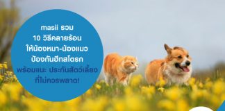 masii รวม 10 วิธีคลายร้อน ให้น้องหมา-น้องแมว ป้องกันฮีทสโตรก พร้อมแนะ ประกันสัตว์เลี้ยง ที่ไม่ควรพลาด!