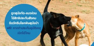 ถูกสุนัขกัด-แมวข่วน ใช้สิทธิประกันสังคม ฉีดวัคซีนโรคพิษสุนัขบ้า ฟรี! หากทำประกันอุบัติเหตุ เบิกได้ไหม