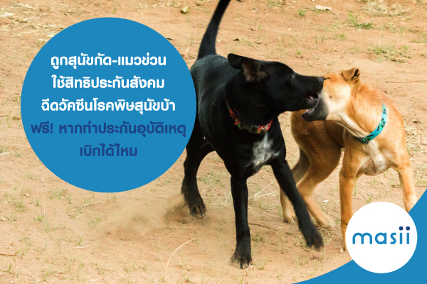 ถูกสุนัขกัด-แมวข่วน ใช้สิทธิประกันสังคม ฉีดวัคซีนโรคพิษสุนัขบ้า ฟรี! หากทำประกันอุบัติเหตุ เบิกได้ไหม ถูกสุนัขกัด-แมวข่วน ใช้สิทธิประกันสังคม ฉีดวัคซีนโรคพิษสุนัขบ้า ฟรี! หากทำประกันอุบัติเหตุ เบิกได้ไหม