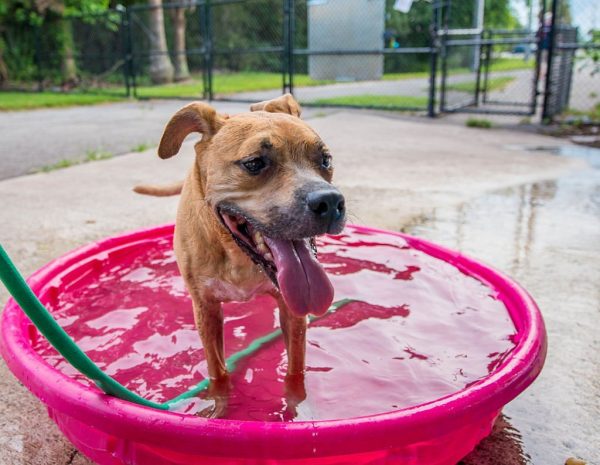 masii รวม 10 วิธีคลายร้อน ให้น้องหมา-น้องแมว ป้องกันฮีทสโตรก พร้อมแนะ ประกันสัตว์เลี้ยง ที่ไม่ควรพลาด!