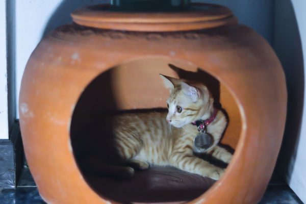 masii รวม 10 วิธีคลายร้อน ให้น้องหมา-น้องแมว ป้องกันฮีทสโตรก พร้อมแนะ ประกันสัตว์เลี้ยง ที่ไม่ควรพลาด!