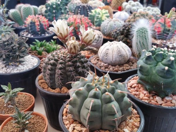 เช็กที่นี่! 5 ต้นไม้เสริมดวง การงานราบรื่น การเงินรุ่งเรือง พร้อมเลือก บัตรเครดิต ที่สายช้อปไม่ควรพลาด